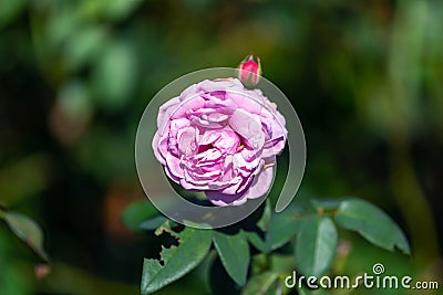 Beautiful Rose Blooming in a garden with many kinds of flowers Stock Photo