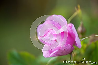 Beautiful Rose Blurr Stock Photo