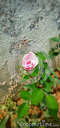 A beautiful rose bud feeding flower Stock Photo