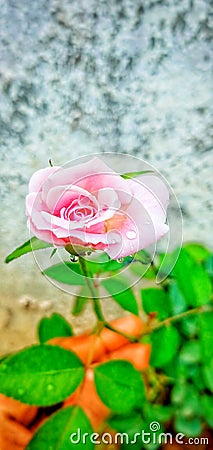 A beautiful rose bud feeding flower Stock Photo