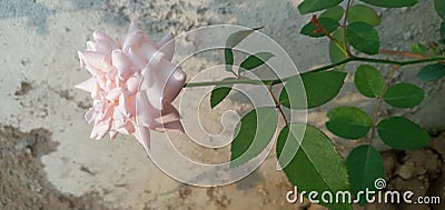 A beautiful rose bud feeding flower Stock Photo