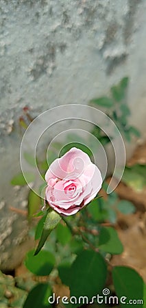 A beautiful rose bud feeding flower Stock Photo