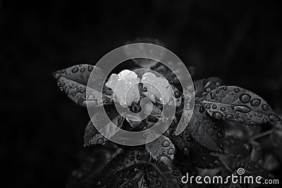 Beautiful rose buds and leaves with drops in the garden, toning Ultimate Gray. Summer flower background Stock Photo