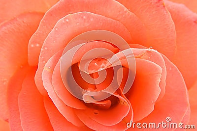 Beautiful rose in closeup Stock Photo