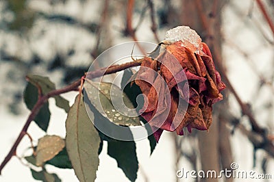 Beautiful rose covered with snow. Snow lies on a frozen rose. A big red rose covered with snow Stock Photo