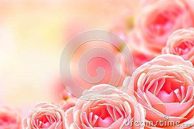 Beautiful rose flower and blur background. Stock Photo