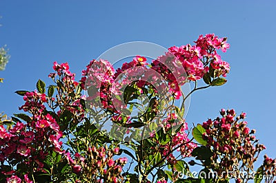 A beautiful rose garden in Amsterdam Stock Photo