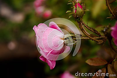 beautiful of a rose, perfect details Stock Photo