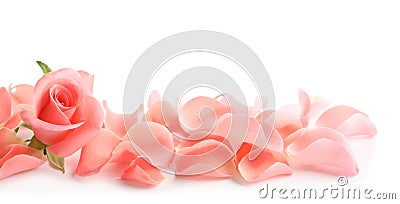 Beautiful rose and petals Stock Photo