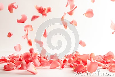 Beautiful rose petals falling Stock Photo