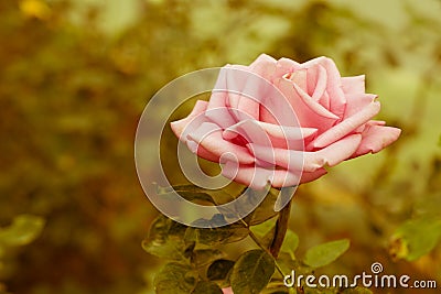 Beautiful Rose Retro Stock Photo