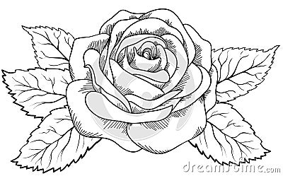 Beautiful rose in the style of black and white engraving. Vector Illustration