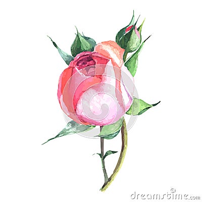 Beautiful rose watercolor hand-painted isolated on white background. Vector Illustration