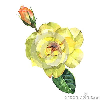 Beautiful rose watercolor hand-painted isolated on white background. Vector Illustration