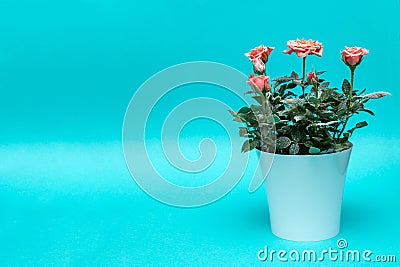 Beautiful rose in white pot with snow on a cian background Stock Photo