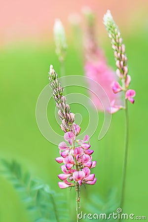 Beautiful rose wood vetch in the garden. Stock Photo