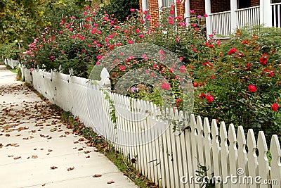 Beautiful roses Stock Photo