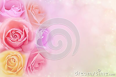 Beautiful roses flower in soft color filters, background for valentine or wedding card Stock Photo