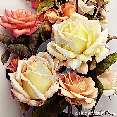 Beautiful Roses.Vintage styled Stock Photo