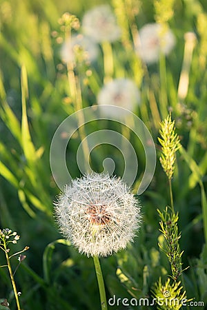 Beautiful round fluffy dandelion Stock Photo