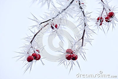 Frost on red berries on tree in winter. Stock Photo