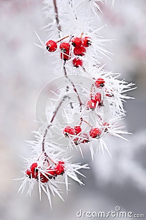 Frost on red berries on tree branch in winter. Stock Photo