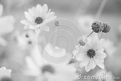 Beautiful rudbeckia flowers grow in the summer garden, bw photo Stock Photo