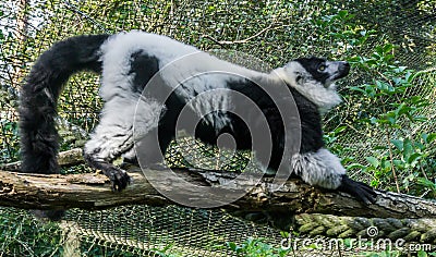 Beautiful ruffed black and white lemur monkey standing and stretching on a branch Stock Photo