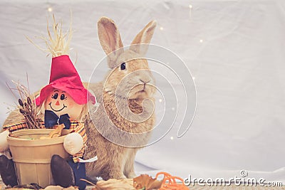 Beautiful Rufus colored rabbit sits upright next to autumn scarecrow decoration with simple background Stock Photo