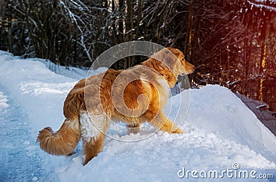 A beautiful running golden retriever dog in beautiful winter landscape Stock Photo