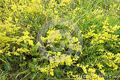 Beautiful rural landscape Stock Photo