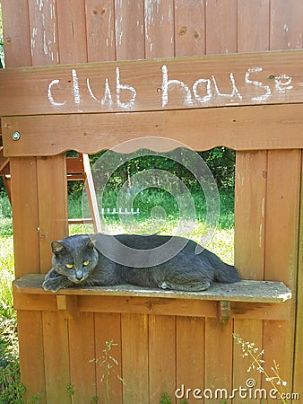 Beautiful Russian Blue grey colored cat outside on child& x27;s playhouse Stock Photo
