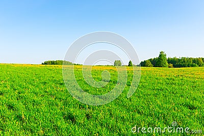 Beautiful Russian field Stock Photo