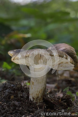 A beautiful Russula Sect. Pectininae Stock Photo