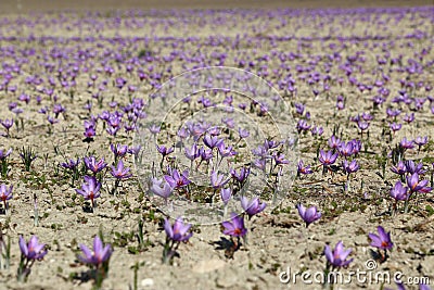 Beautiful saffron flowers Stock Photo