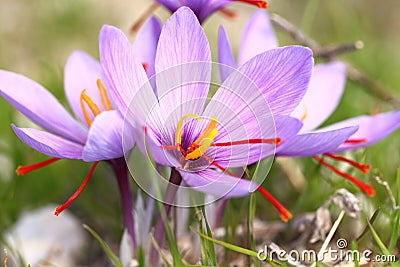 Beautiful saffron flowers Stock Photo