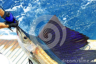 Beautiful sailfish Stock Photo
