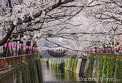 Beautiful sakura cherry blossom Stock Photo