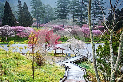 Beautiful Sakura Garden in Wuling Farm Taiwan Stock Photo