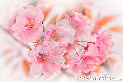 Beautiful sakura pink flower cherry blossom background. Greeting card template. Shallow depth. Soft pastel toned. Spring nature Stock Photo