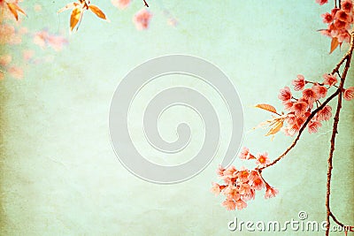 beautiful sakura tree flower cherry blossom in spring. Stock Photo