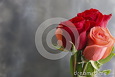 A Beautiful Salmon Rose with two red roses with a slate background with copy space on the left Stock Photo