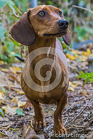 Beautiful sausage dog very attentive Stock Photo