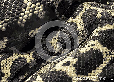 A beautiful scaly pattern on the curved and folded body of a carpet python. Close-up. Vector Illustration