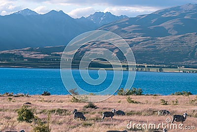 Beautiful scene of blue lake folk of sheep gazing on yellow grassland beside lake Tekapo before sunset. I Stock Photo