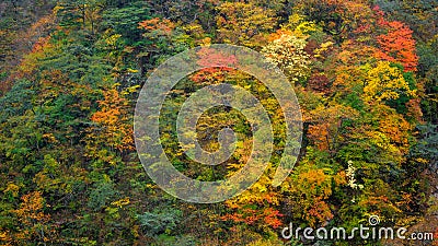 Beautiful scene of colorful autumn trees for background and wallpaper Stock Photo
