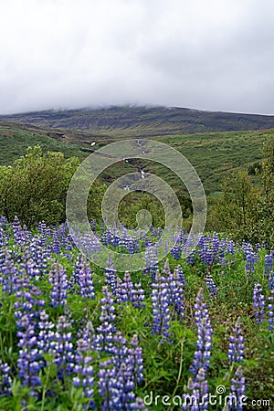 Beautiful scene in Iceland with lupine wildflowers and waterfalls and river in the distance Stock Photo