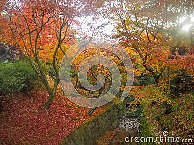 Beautiful scene of small canal in japanese temple garden with colorful maple trees Stock Photo