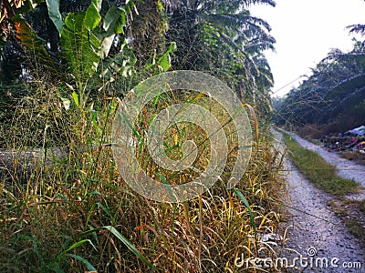 Tall weed bunchgrass growing wildly along the rural road. Stock Photo