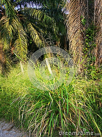 Tall weed bunchgrass growing wildly along the rural road. Stock Photo